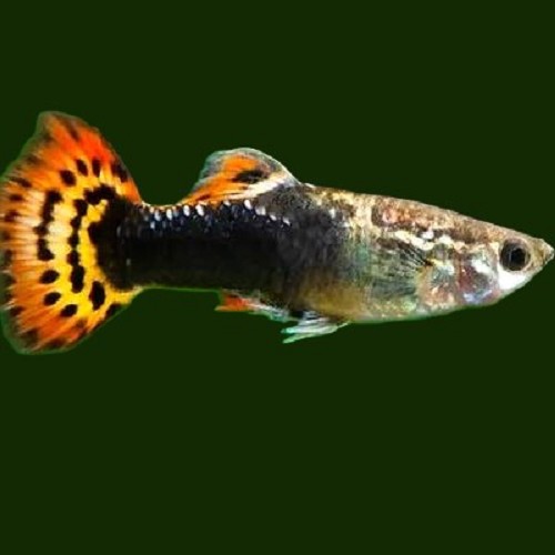 Guppy dragon tuxedo 3,5 cm